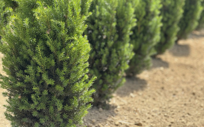 taxus media hillii